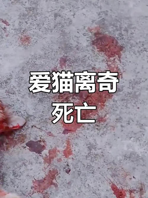 梦见猫被打死是啥意思_1