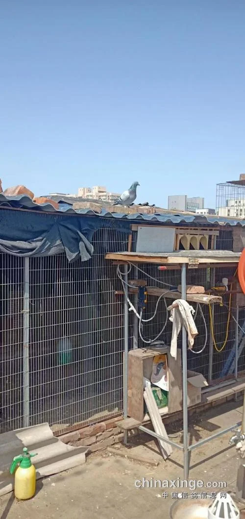 查鸽网下载地址在哪里_1