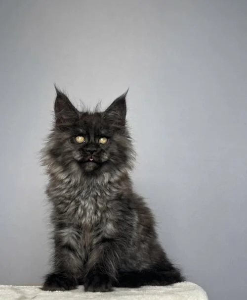 女人梦见好多灰色的猫-女人梦见灰猫