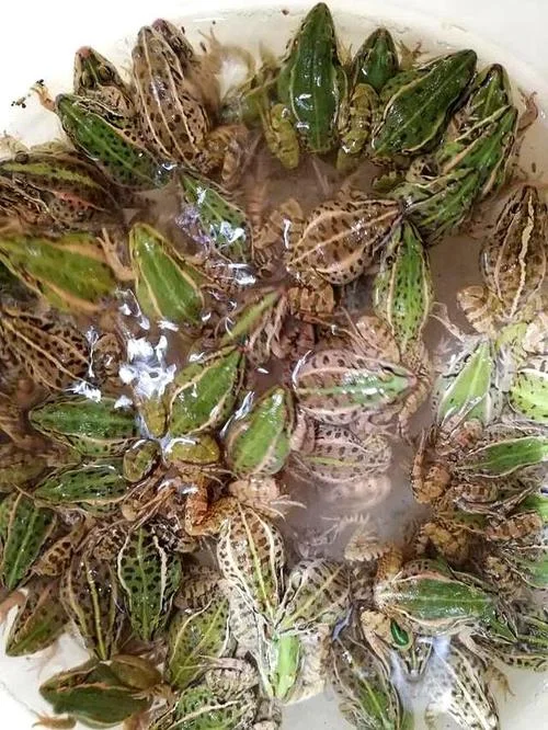 养殖一亩地青蛙的年利润是多少_1