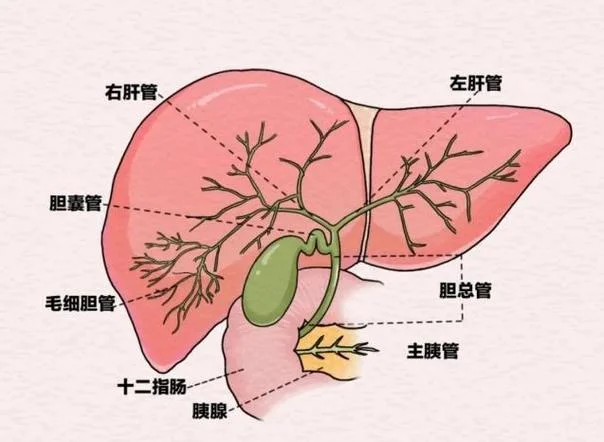 胆囊占位是什么意思_2