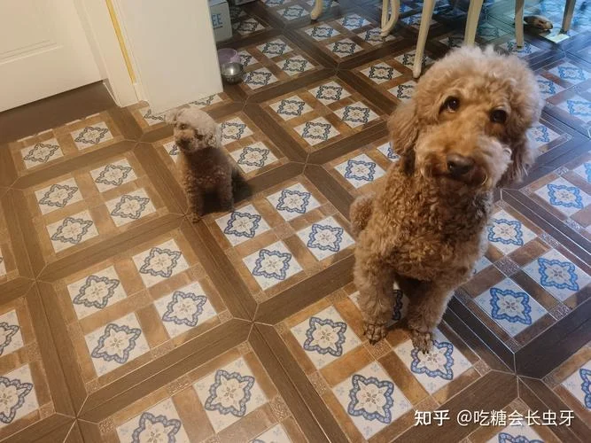 梦见自己养狗和鸽子_2