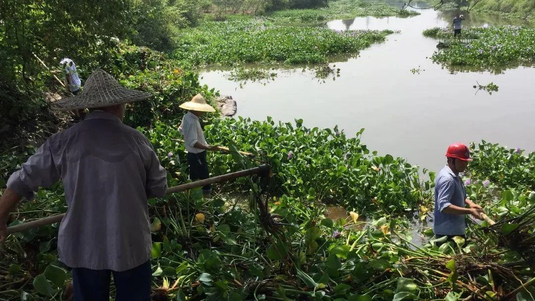 清理水葫芦多少钱1亩_2