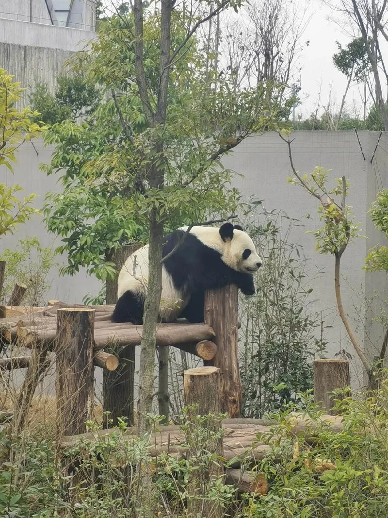 成都大熊猫基地附近有哪些景点-成都熊猫基地周边景点