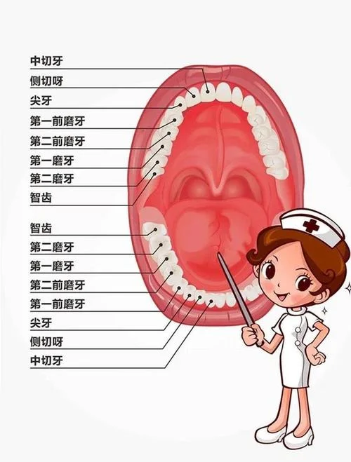牙齿内部叫什么_2