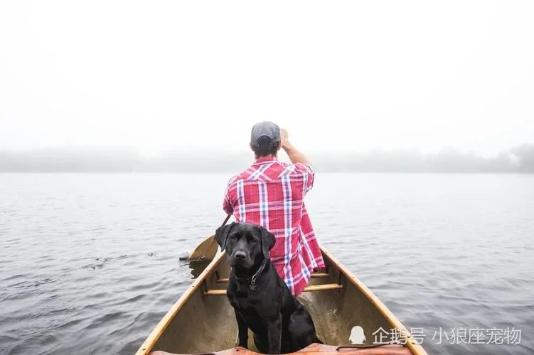 梦见自己养狗和鸽子_1