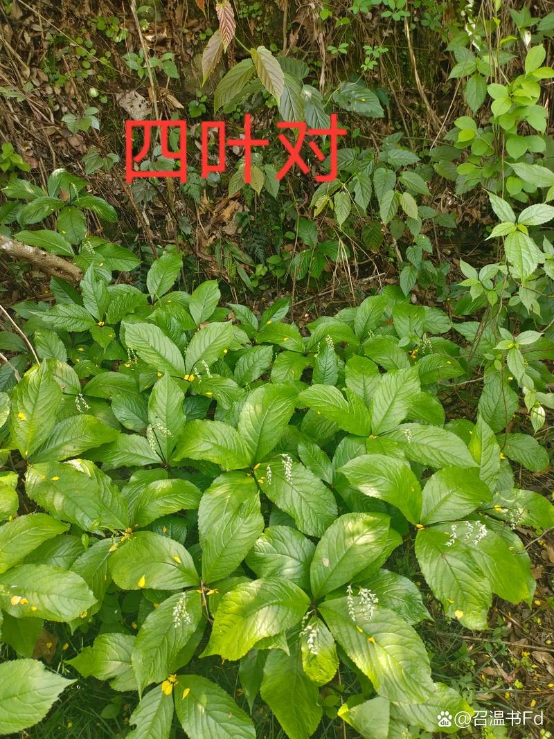 对对草又叫什么名字_1