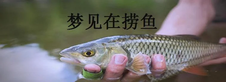 梦见自己捞鱼掉水里-梦捞鱼坠水