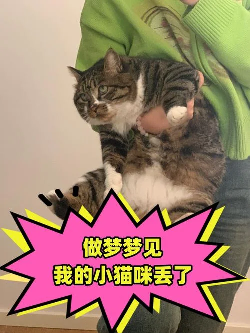 梦见家里的猫死了_1