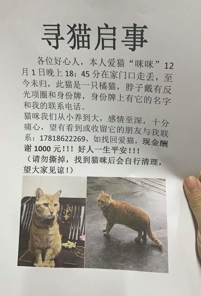 梦到家里来了好多猫什么意思_2