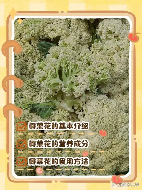 花椰菜图片又叫什么_2