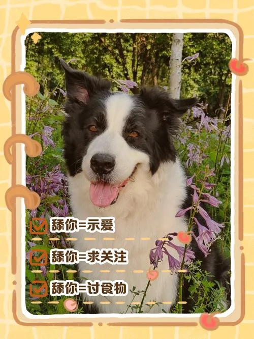 博美犬舔手是为什么_1