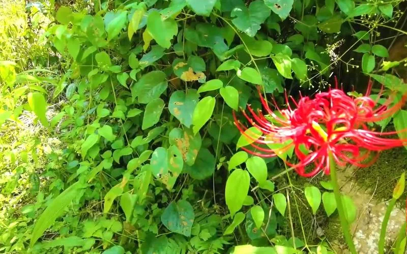 阴阳界的花叫什么_1