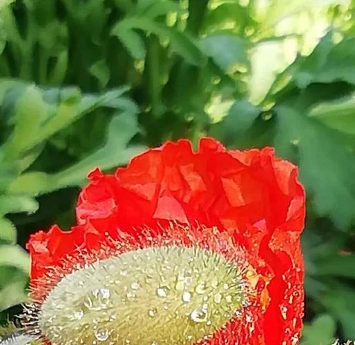 梦见罂粟开花-梦见罂粟开花