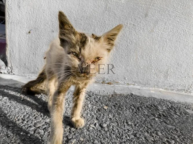 梦见一群饥饿的小猫_2