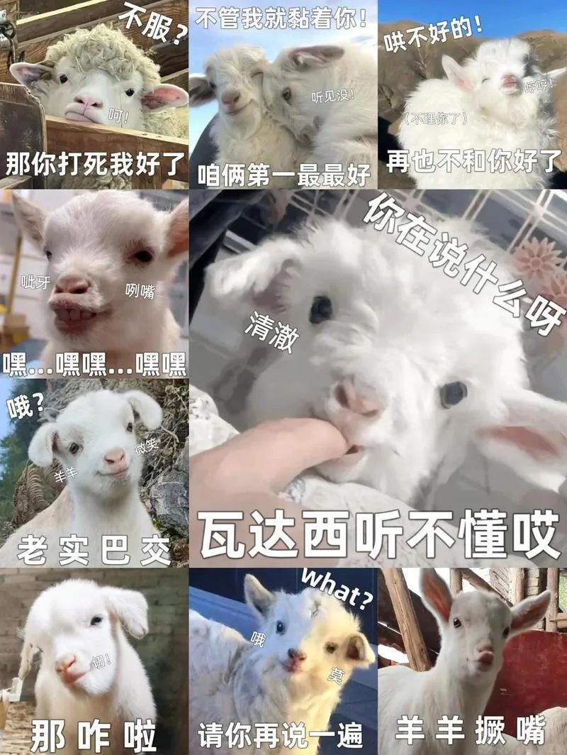 羊驼表情包出处_1