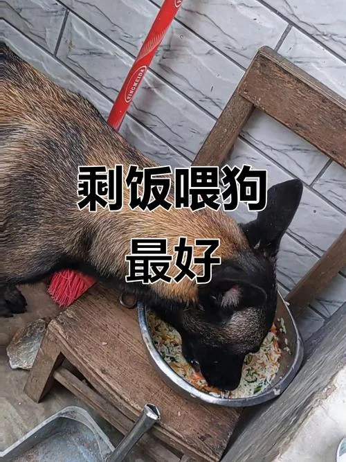 梦见喂狗吃东西好不好_2