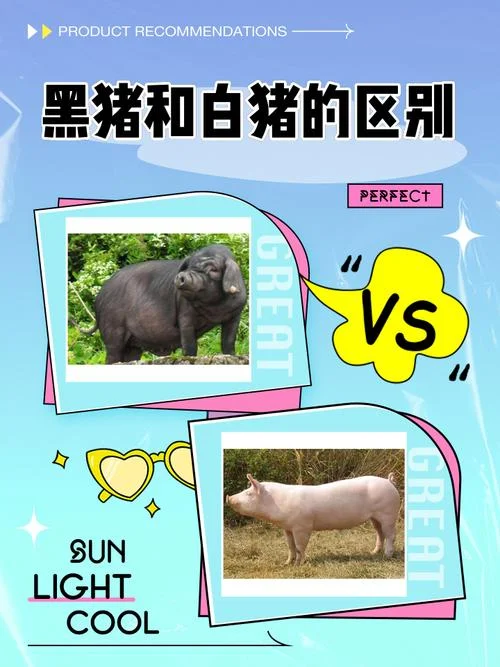 猪和什么属相和-猪与什么属相配对