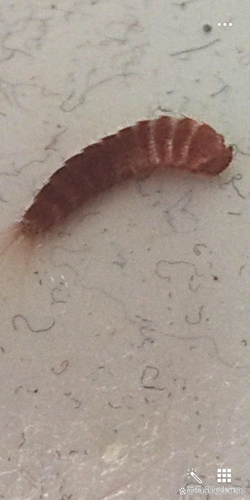 梦见床上爬虫子_2