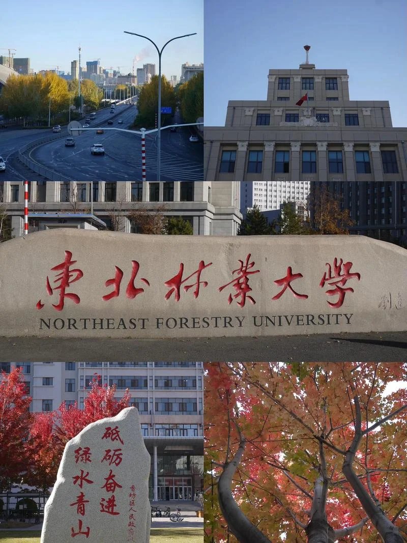 东北林业大学教育学学硕考研-东林教育学考研