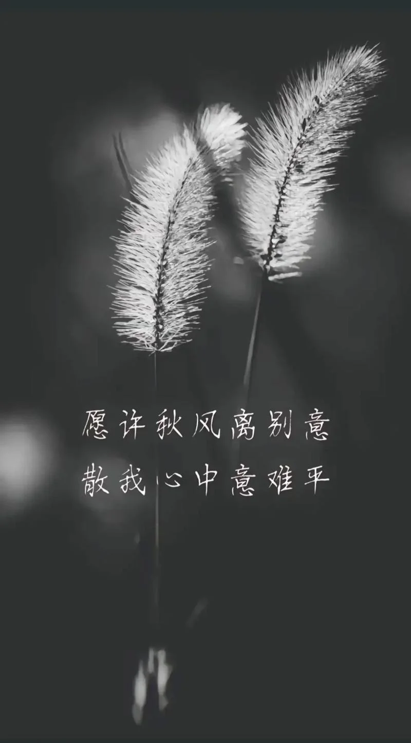 再见不如怀念下一句_2