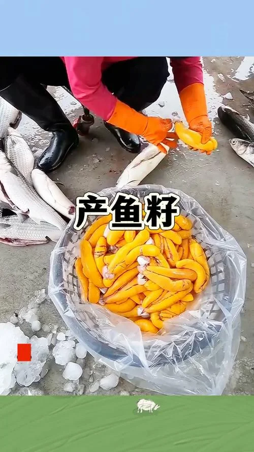 梦见杀鱼取鱼籽_1