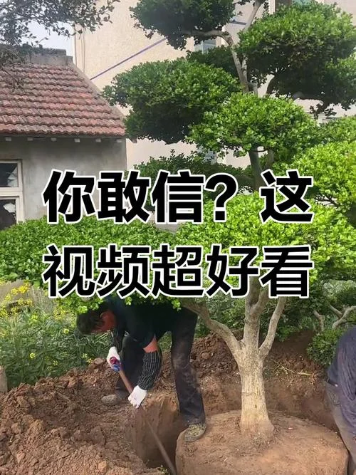 抖音景点视频_1