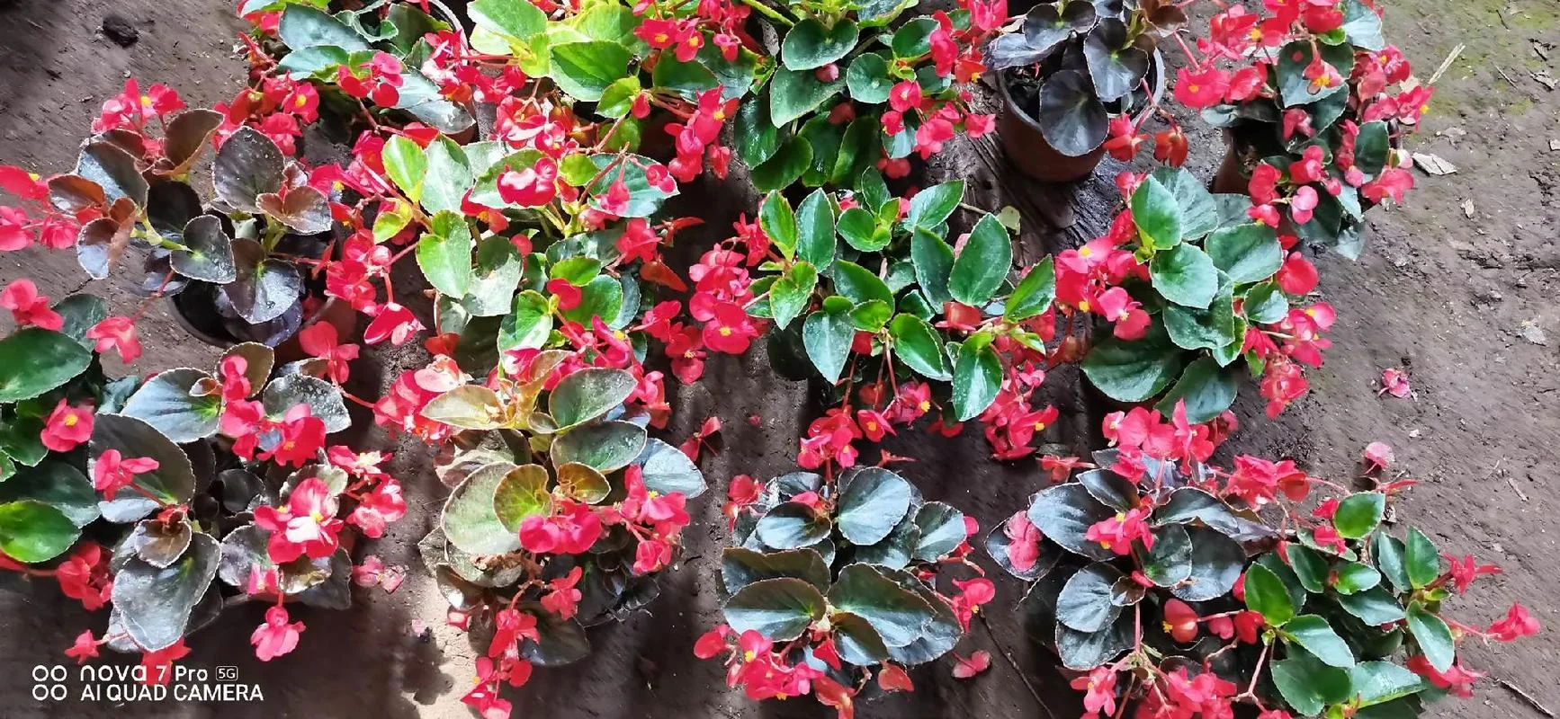 百花丛中过出自_1