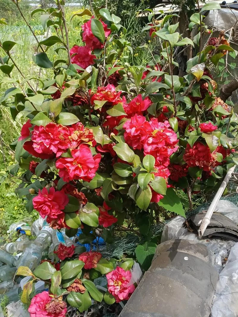 年年岁岁花相似感悟_1
