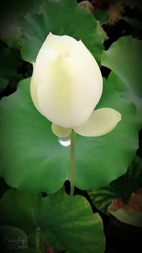 目送莲花读后感-莲花读后感目送