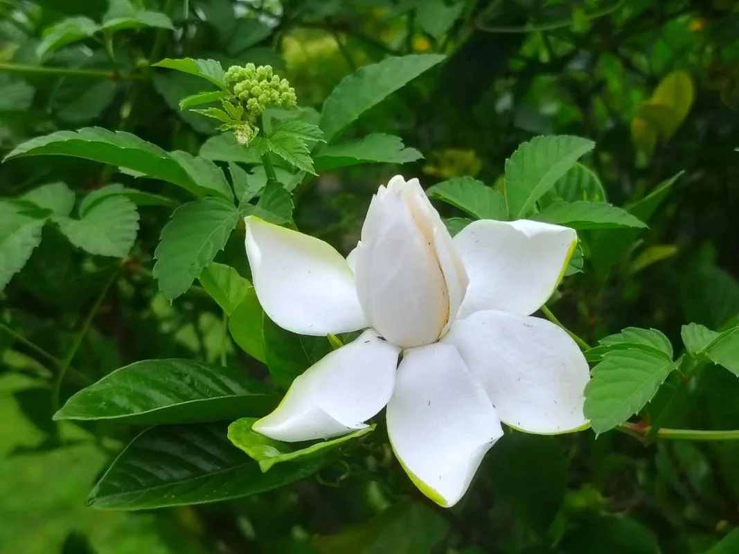 梦见栀子花开是什么意思_1