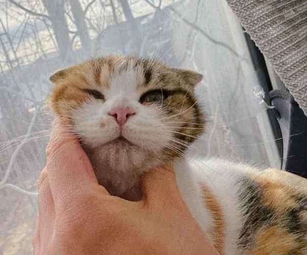 小麻薯的猫叫什么-小麻薯猫大名叫啥