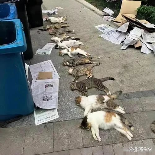 梦见猫还有死猫_2