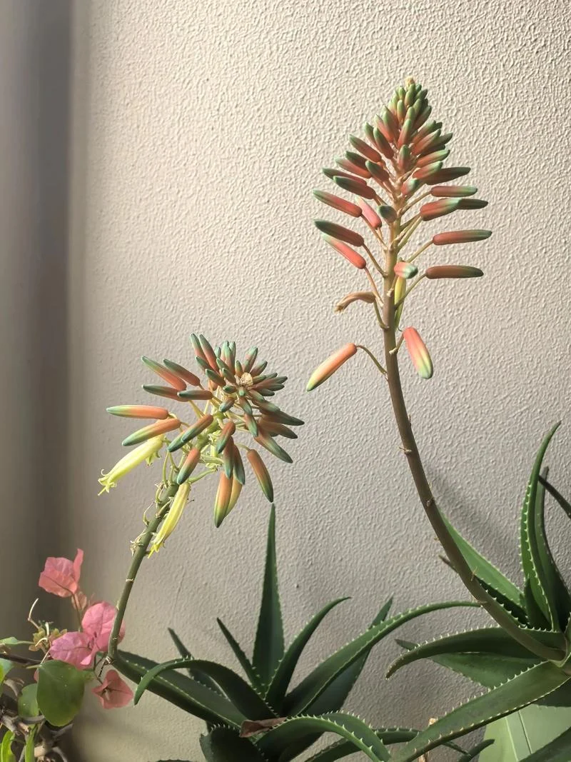 梦见芦荟-梦见芦荟关键词