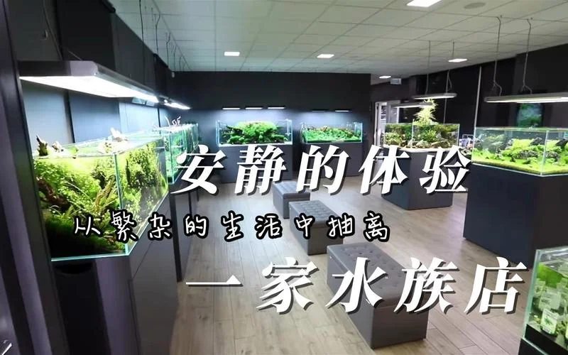 水族店起名_1