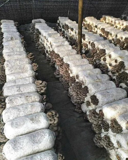 食用菌一亩多少棒-一亩多少食用菌棒