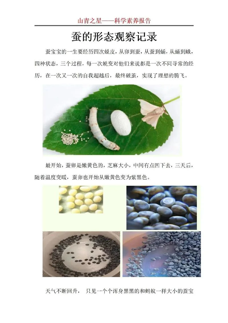 写作文介绍蚕_2