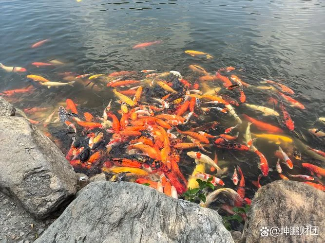 梦见水中好多鱼在游-水中游鱼梦多