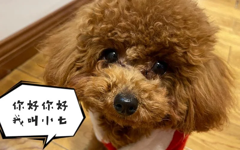 梦见狗上楼_2