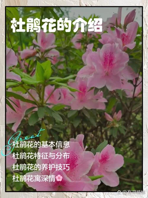 杜鹃花的花期是几月到几月_2