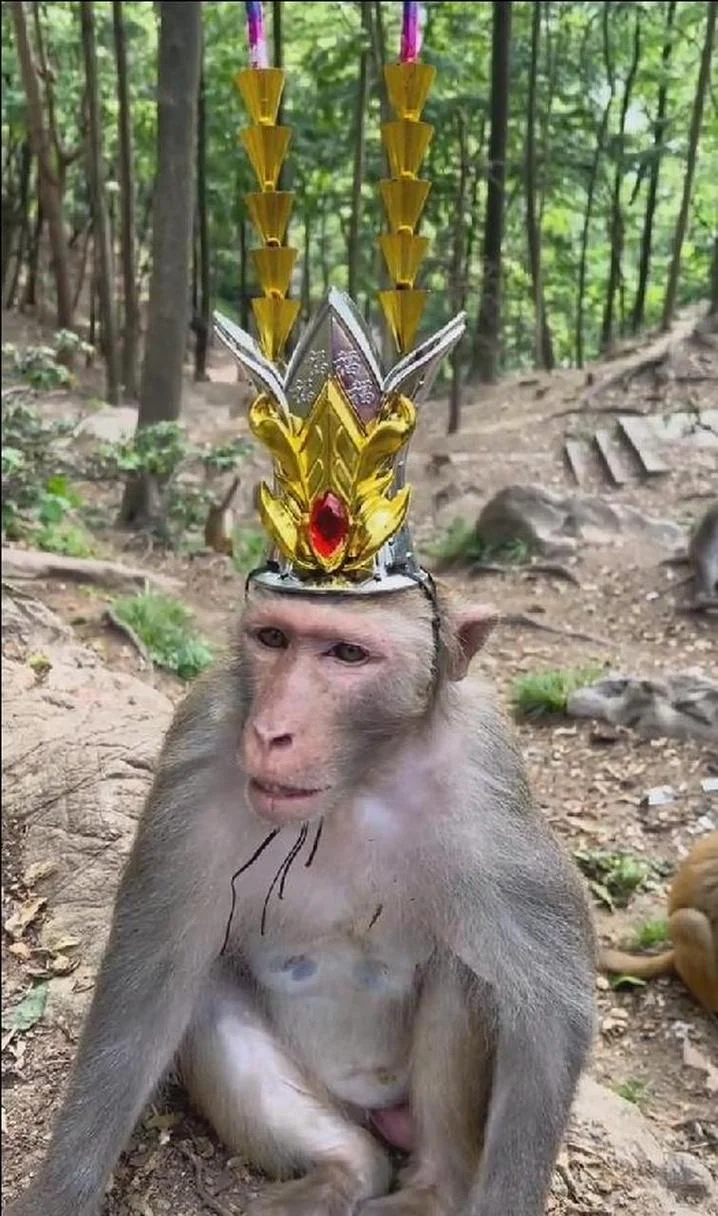 沐猴而冠的出处_1