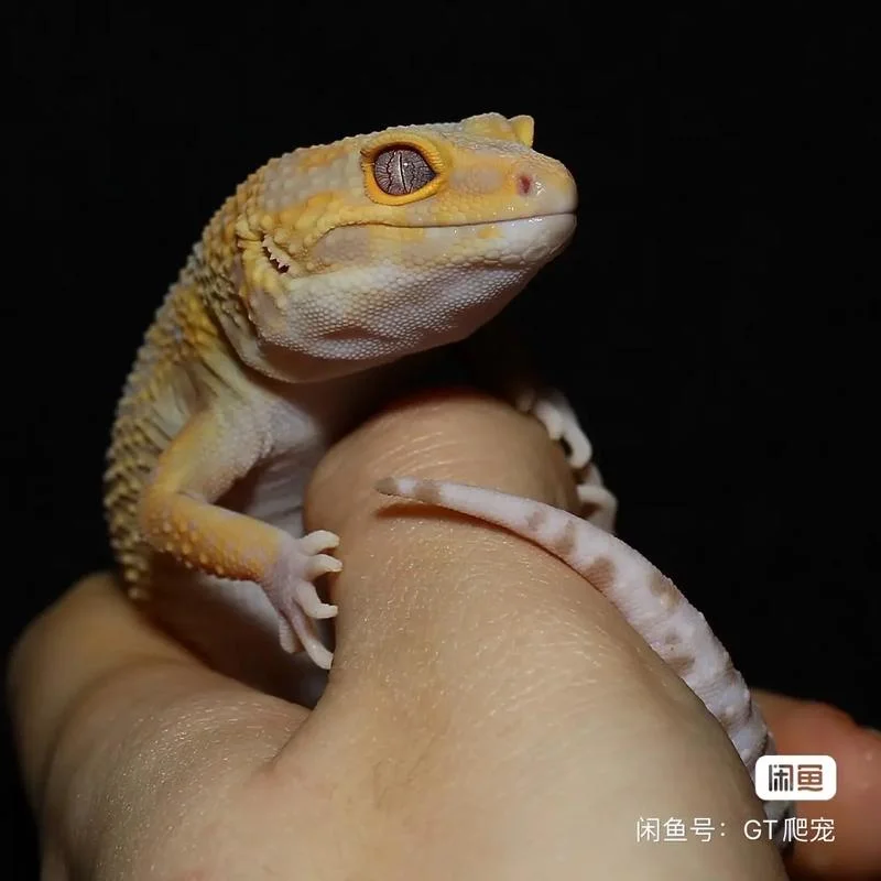 不讲道理豹纹-豹纹不讲道理