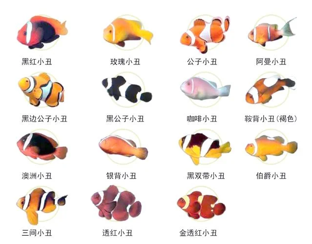 开心鱼叫什么名字_2