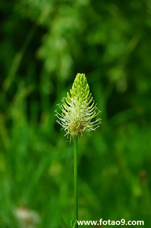 梦见植物生根周公解梦_2