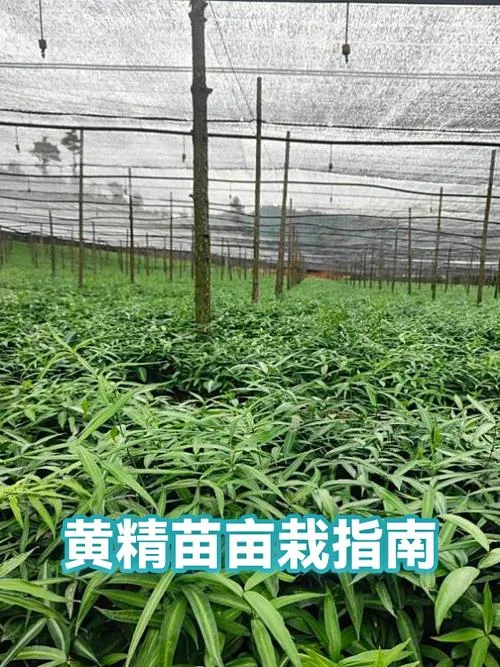 黄精种植一亩要多少苗_2
