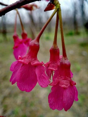 阴阳师樱花树红色出处_1