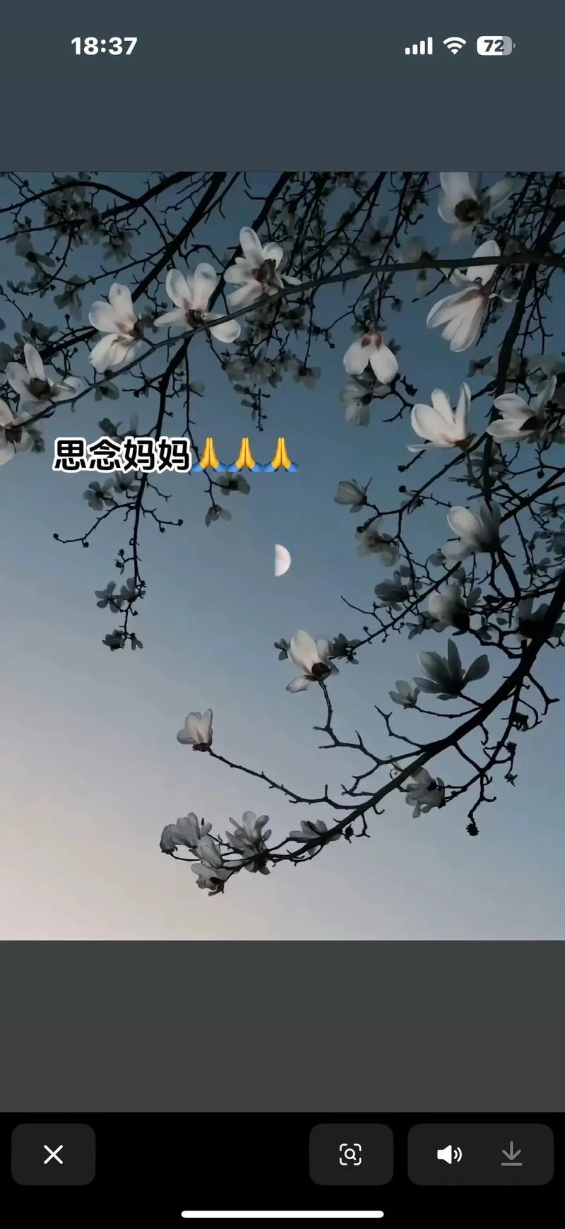 怀念母亲的作者是谁_1