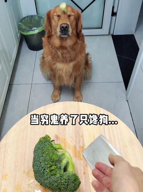 狗不嫌家贫下一句_1