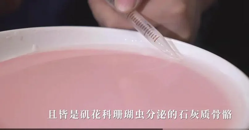 珊瑚用拼音怎么拼-珊瑚拼音正确写法