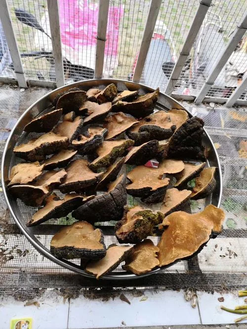 桑黄种植一亩多少钱_1